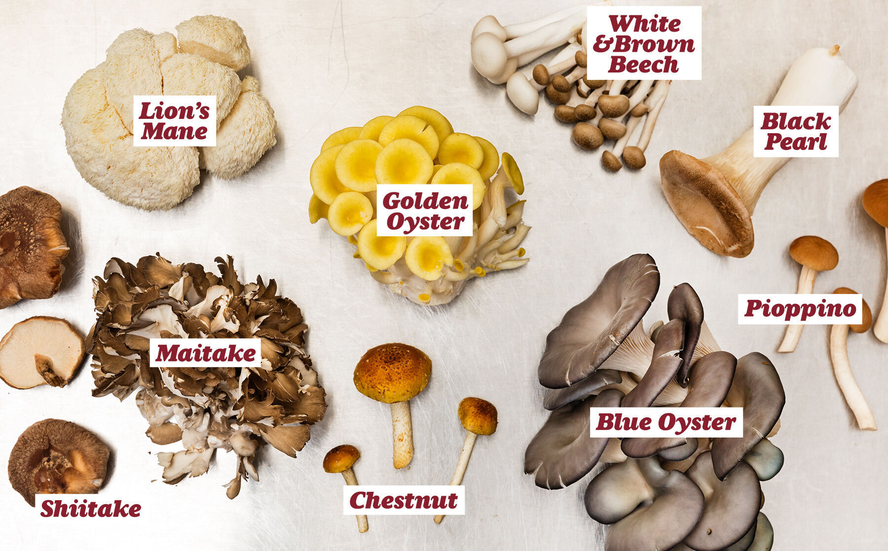R&R Mushrooms 3